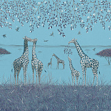 Giraffes