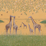 Giraffes