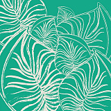 Monstera