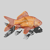 Gold fish