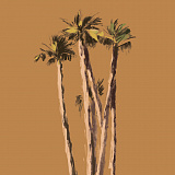 Palms