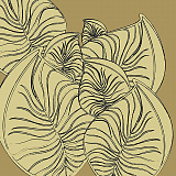 Monstera