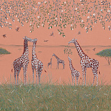 Giraffes